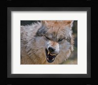 Wolf Fine Art Print