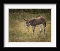 Young Burro Framed Print