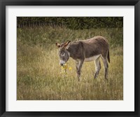 Young Burro Framed Print