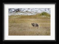 Young Grizzly In Yellowstone Fine Art Print