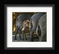 Zebra Bottoms Fine Art Print