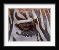 Zebra Eye Fine Art Print