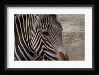 Zebra Fine Art Print