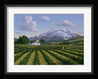 Mount Sta Helena - Napa Valley Framed Print