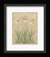 Blooming Tulips I Framed Print