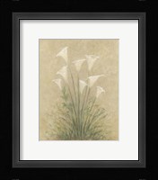 Calla Lilly Fine Art Print