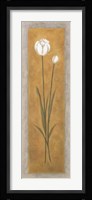 Tall White Tulip Framed Print
