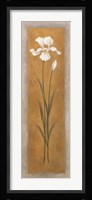 Tall White Iris Framed Print