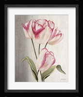 Parrot Tulips Framed Print