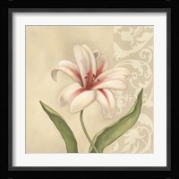 Cream Lily Fine Art Print