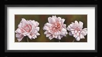 Summer Blossoms 5 Framed Print