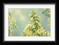 Spring Beauty II Fine Art Print
