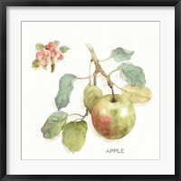 Orchard Bloom I Framed Print