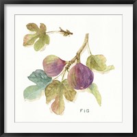 Orchard Bloom III Fine Art Print
