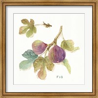 Orchard Bloom III Fine Art Print
