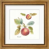Orchard Bloom IV Fine Art Print