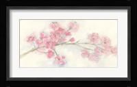 Cherry Blossom I Framed Print