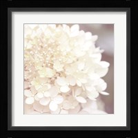 Hydrangea Dream I Fine Art Print