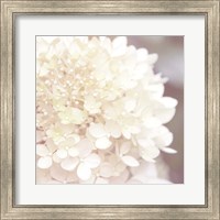 Hydrangea Dream I Fine Art Print