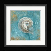 Treasures from the Sea III Aqua Framed Print