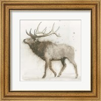 Elk Fine Art Print