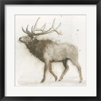 Elk Framed Print