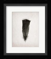 Feather III BW Framed Print