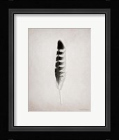 Feather IV BW Framed Print