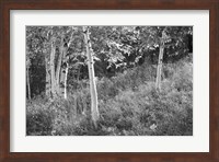 Sunlit Birches I Fine Art Print