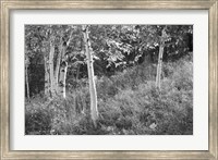 Sunlit Birches I Fine Art Print