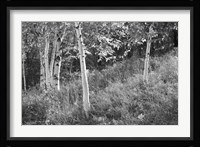Sunlit Birches I Fine Art Print