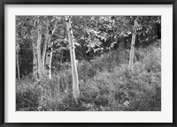 Sunlit Birches I Framed Print