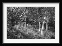 Sunlit Birches II Framed Print