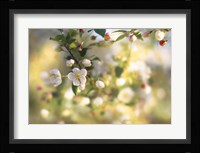 Blush Blossoms I Fine Art Print