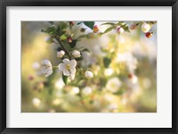 Blush Blossoms I Framed Print