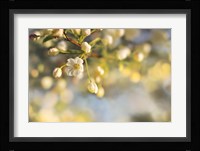 Blush Blossoms II Fine Art Print