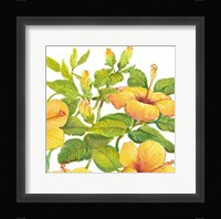 Watercolor Hibiscus II Framed Print