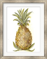 Pineapple Sketch I Fine Art Print