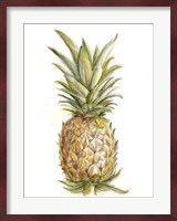 Pineapple Sketch II Fine Art Print