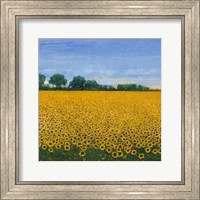 Field of Sunflowers I Fine Art Print