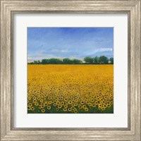 Field of Sunflowers II Fine Art Print