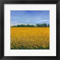 Field of Sunflowers II Fine Art Print