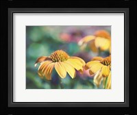 Mellow Yellows II Fine Art Print