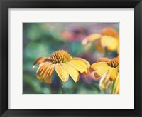 Mellow Yellows II Framed Print