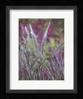 Purple Plumes II Fine Art Print