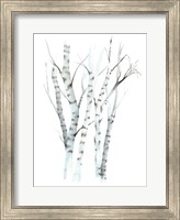 Aquarelle Birches II Fine Art Print