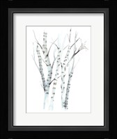 Aquarelle Birches II Framed Print