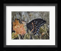Butterfly in Nature IV Fine Art Print