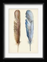 Plumage I Framed Print