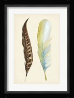 Plumage II Framed Print